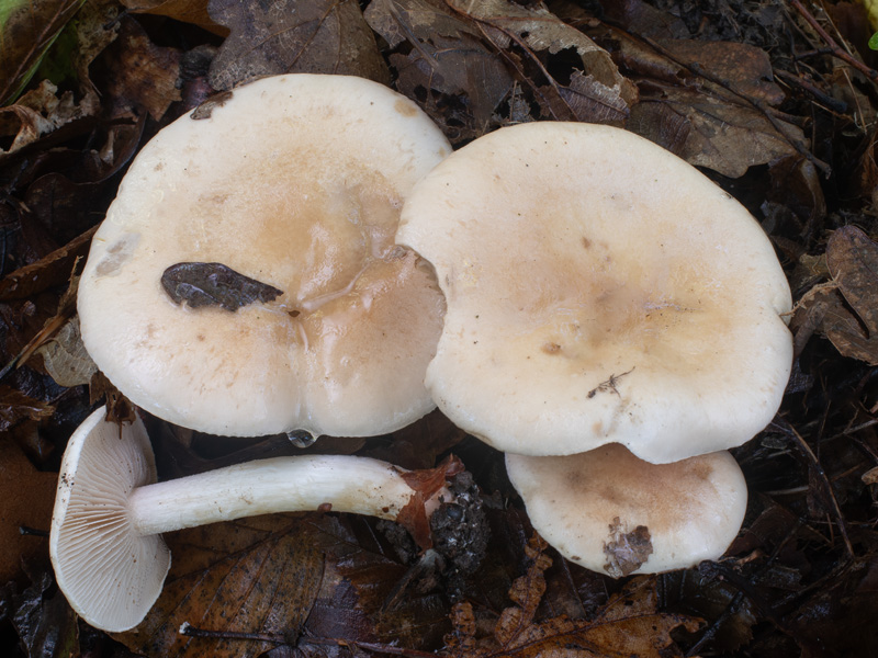 Hebeloma crustuliniforme Hebeloma crustuliniforme